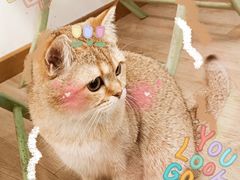 -柴迷FANS CLUB·柴犬狗咖·猫咖