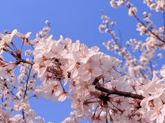 -高东镇樱花园