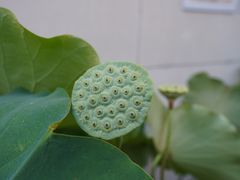 -陈家山荷花公园
