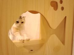 -猫色咖啡·猫咖