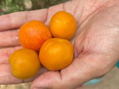 -北京鹫峰国家森林公园