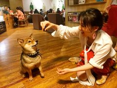 -柴务处·柴犬主题狗咖