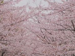 -高东镇樱花园