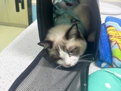 -天宠宠物医院24小时·急重症诊疗中心·全科·腔镜特色(和平分院)