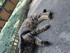 -西园寺素食(西园弄戒幢律寺店)