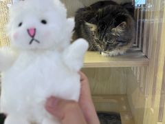 -爪爪喵星球·猫舍(前海卓越店)