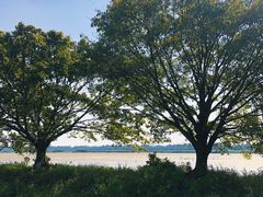 -大湾区中央湿地公园