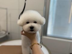 -帕帕拉兹宠物(亚洲旗舰店)