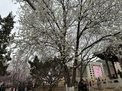 -桃花堤公园