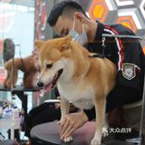 深圳新晋萌宠乐园？！今日小可爱萌度加倍！