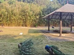 -深圳野生动物园