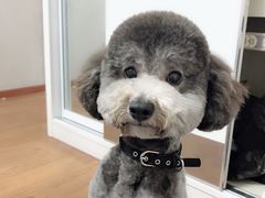 -安安宠医·安宠宠物医院