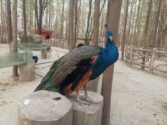 -昆山城市生态森林公园