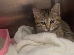 -瑞派康怡24h宠物医院·犬猫医疗中心·微创绝育(瑞景分院)