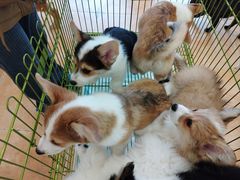 -Let's go狗咖·猫咖·奶狗·桌游(春熙路IFS店)
