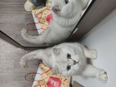 -欣宠猫屋·矮脚拿破仑·蓝金金渐层