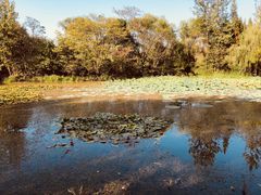 -溱湖国家湿地公园