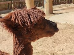 -辛玛王国游乐园