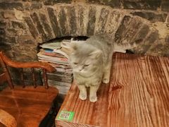-猫色咖啡·猫咖