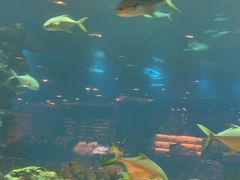 -海棠湾洲际-涛·海底餐厅·美人鱼·自助餐·海底隧道