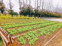 -前小桔亲子创意农场·草莓采摘·露营烧烤