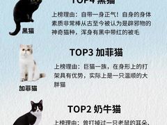-翊宠yipet猫狗购宠庄园犬舍•猫舍