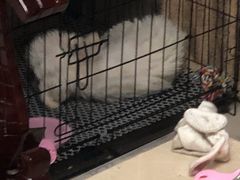 -翊宠yipet猫狗购宠庄园犬舍•猫舍