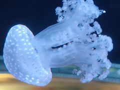 -欢乐海岸海洋奇梦馆