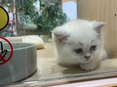 -屋虎猫馆(宝安大仟里店)
