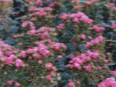 -三圣花乡旅游区