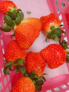 绿沃川草莓图片