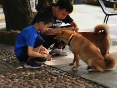 -柴犬高等学院·狗咖·柴犬售卖·宠物训练