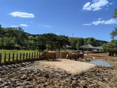 -沈阳森林动物园