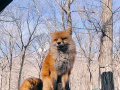 -宫城藏王狐狸村