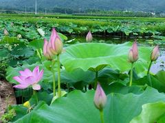 -梅州天地人花园酒店(梅县人民广场店)