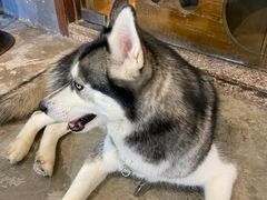 -more than meow吴止猫主题餐厅(承德 中船汇店)