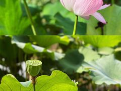 -陈家山荷花公园