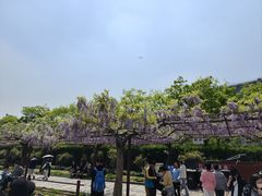 -嘉定紫藤园