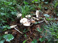 -上海佘山国家森林公园西佘山园