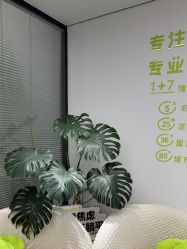 -凡碧诗毛孔清洁收细