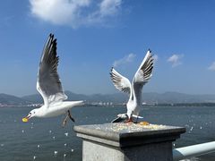 -海埂大坝