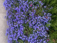 -东方体育中心(地铁站)