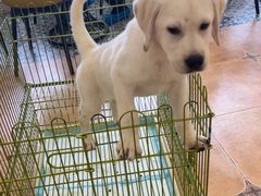 -Let's go狗咖·猫咖·奶狗·桌游(春熙路IFS店)