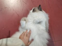 -和它·交个朋友·狗咖猫咖(爱琴海店)
