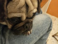 -喜柴咖啡·柴犬狗咖