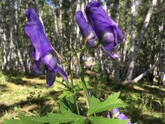 -乌兰布统景区-白桦林