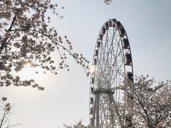 -顾村公园