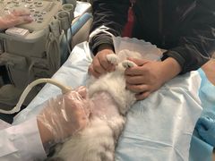 -北京赛佳动物医院