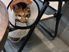 -Again Coffee Roaster(香蜜湖店)