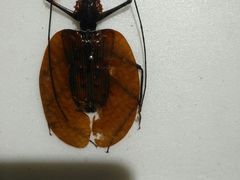 -上海昆虫博物馆